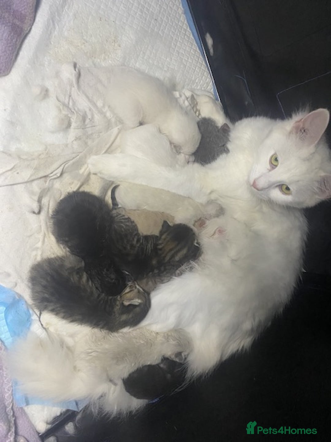 Mixed Breed cats for sale: Last little girl wanting forever home - Advert 13