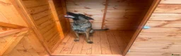 Mixed Breed dogs for sale: Belgian Malinois – Energetic & Loyal in Milton Keynes - Advert 2