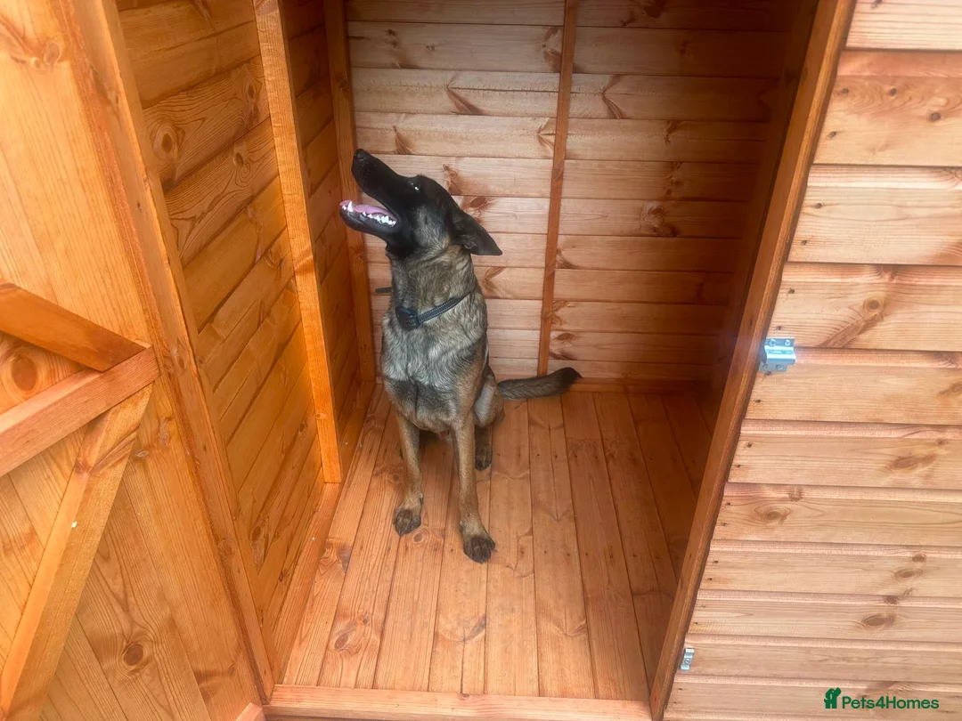 Mixed Breed dogs for sale: Belgian Malinois – Energetic & Loyal in Milton Keynes - Advert 2
