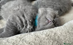British Shorthair cats for sale: Beautiful fluffy British blue babies ready at  **  - Advert 15