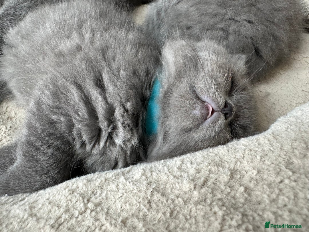 British Shorthair cats for sale: Beautiful fluffy British blue babies ready at  **  - Advert 15