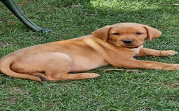 Labrador Retriever dogs for sale: Adorable 8 Puppies FOX RED Labrador, KC registered - Image 21