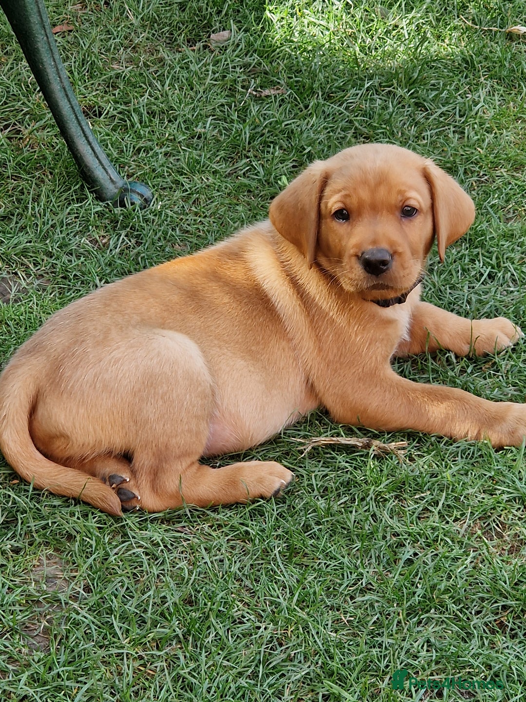 Labrador Retriever dogs for sale: Adorable 8 Puppies FOX RED Labrador, KC registered - Image 21