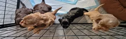 Cocker Spaniel dogs for sale: Show type Cocker Spaniels - Advert 7
