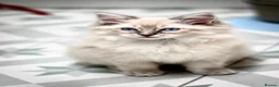 Ragdoll cats for sale: Adorable, Purebred GCCF Registered Ragdoll Kittens in London - Advert 10