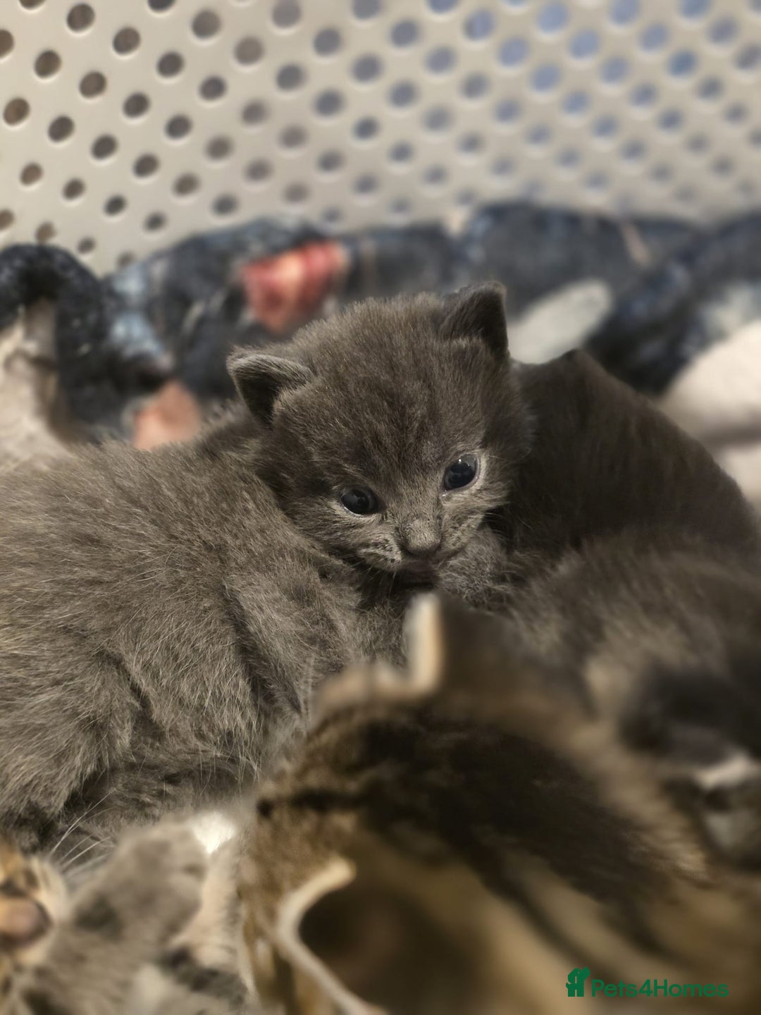 Mixed Breed cats for sale: Long haired tabby kittens.  - Advert 4