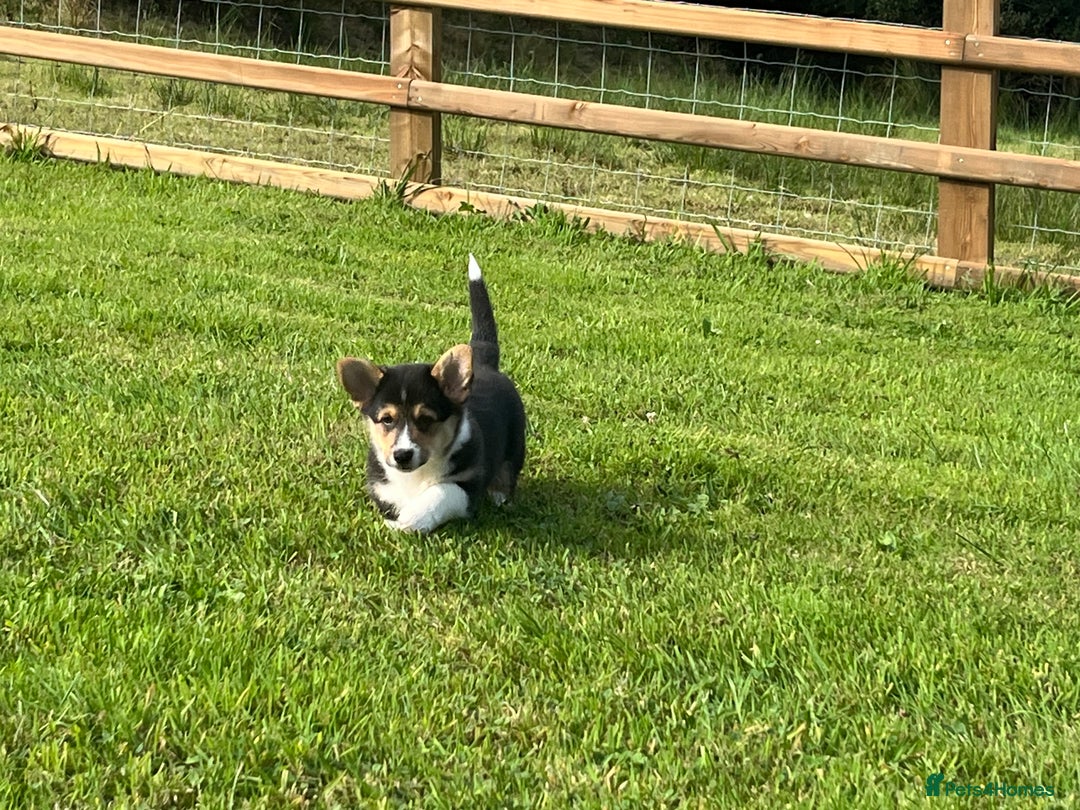 Welsh Corgi Pembroke dogs for sale: KC registered Champion line Corgi puppies - Image 25