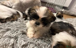 Shih Tzu dogs for sale: Shihtzu - Image 1