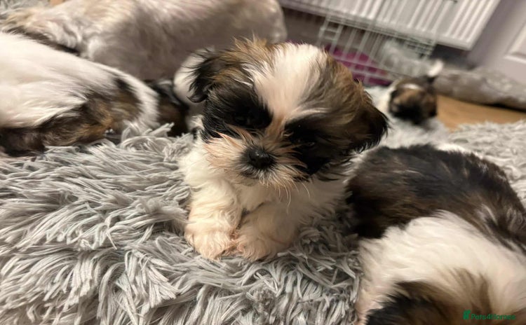 Shih Tzu dogs - Advert 1
