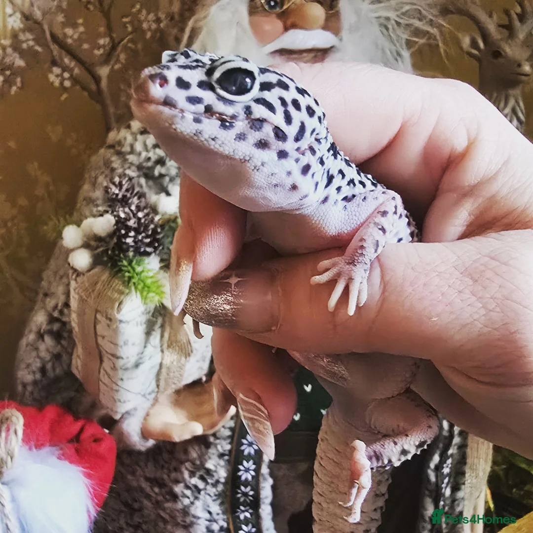 Leopard Gecko reptiles for sale: Female gecko  - Advert 2