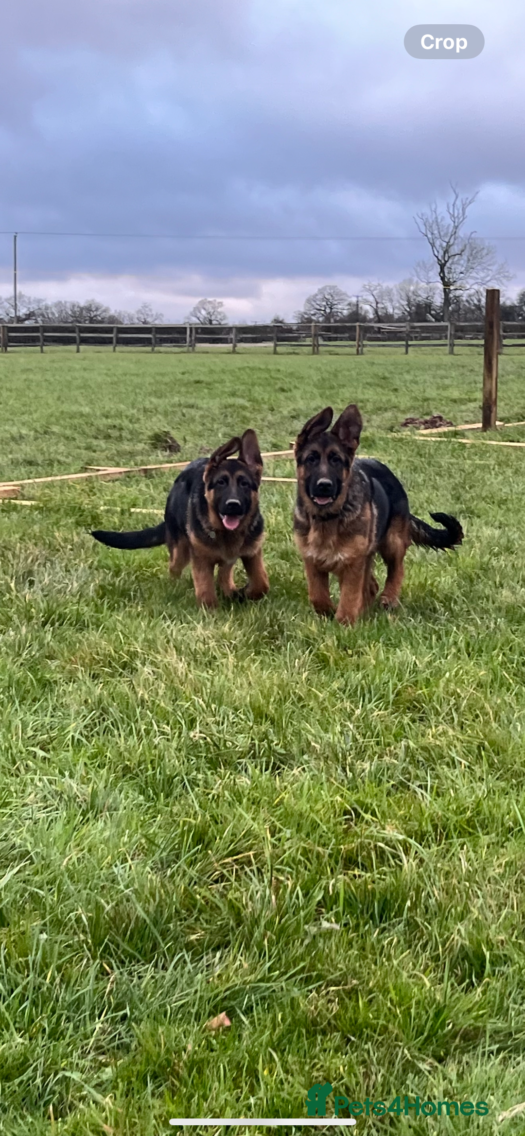 German Shepherd dogs for sale: Outstanding Vomkonstanz German Shepherd Litter  - Advert 7