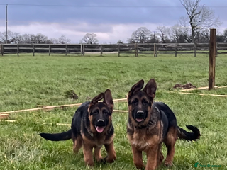 German Shepherd dogs Outstanding Vomkonstanz German Shepherd Litter - Advert 9