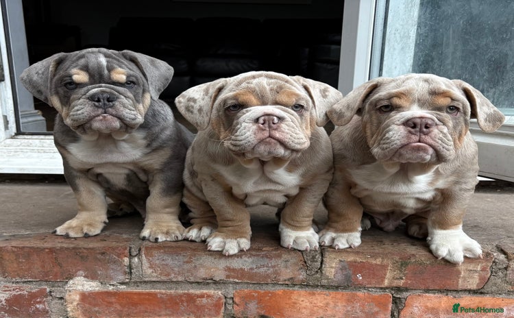 English Bulldog dogs - Advert 13