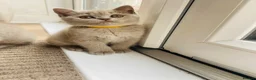 British Shorthair cats for sale: ✨Stunning Lilac  British Shorthair GCCF ✨ - Advert 3