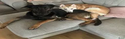 Mixed Breed dogs for sale: 11 week old female belusky for sale  in Sheerness - Advert 3