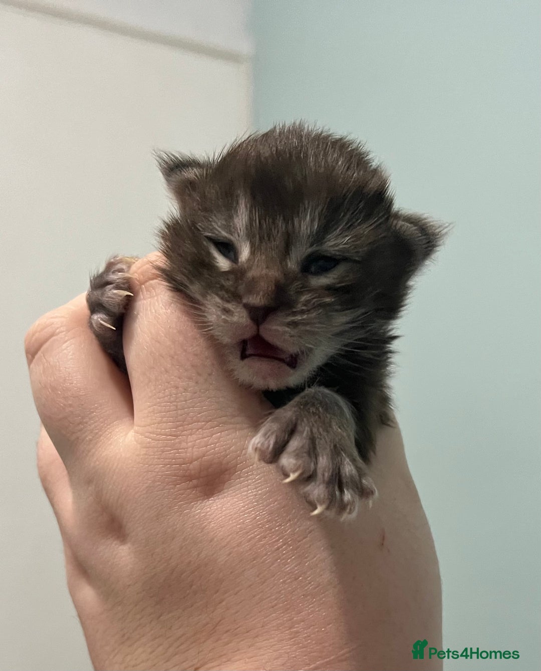 Maine Coon cats for sale: Polydactyl Maine Coon Kittens! - Advert 8