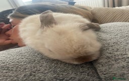 Mini Lop rabbits for sale: Beautiful female rabbit & cage  - Image 5