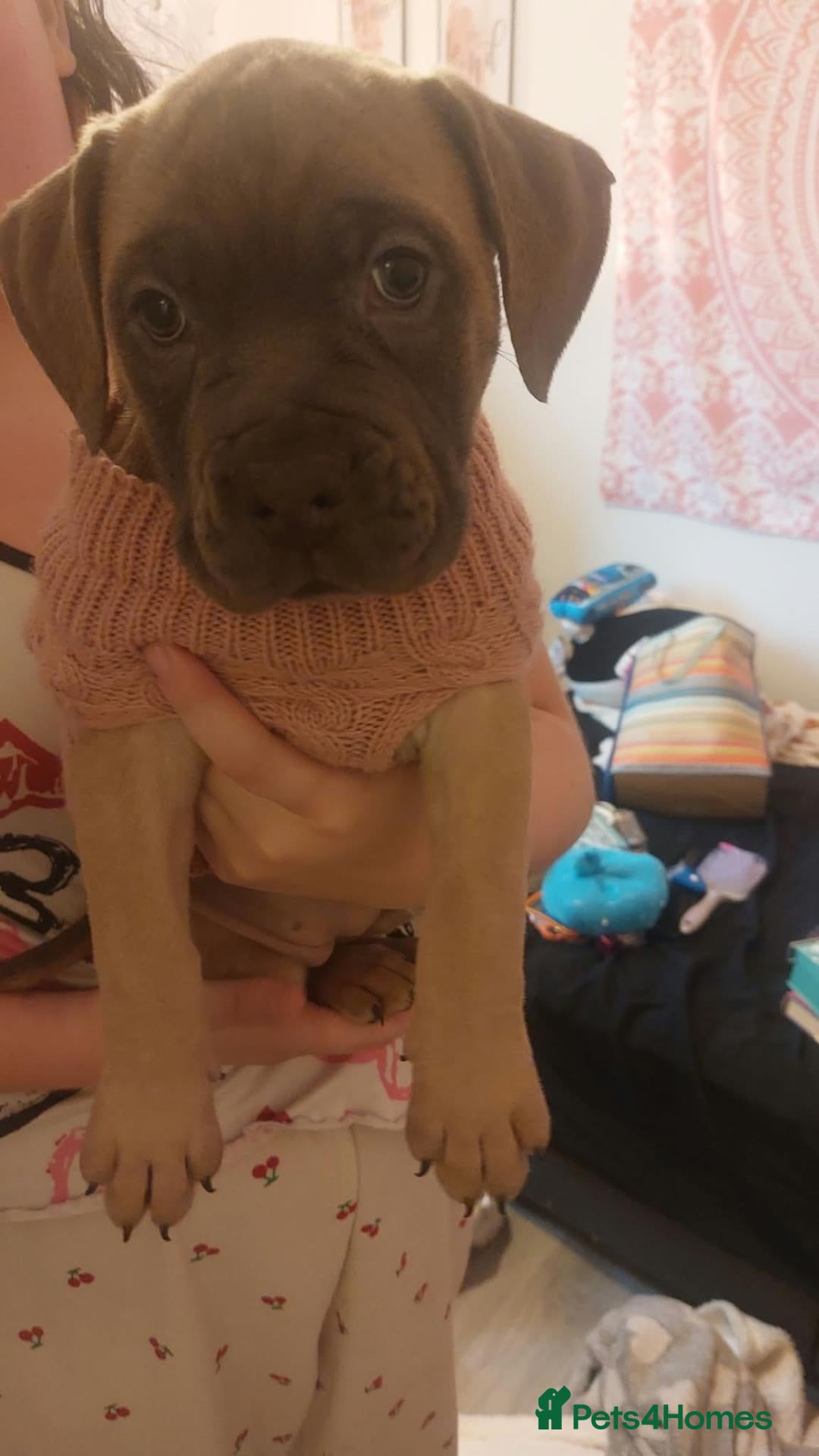 Mixed Breed dogs for sale: Beautiful English Bulldog X Cane Corso puppy - Advert 10