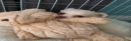 Chihuahua dogs for sale: Meet bingo  - Advert 2