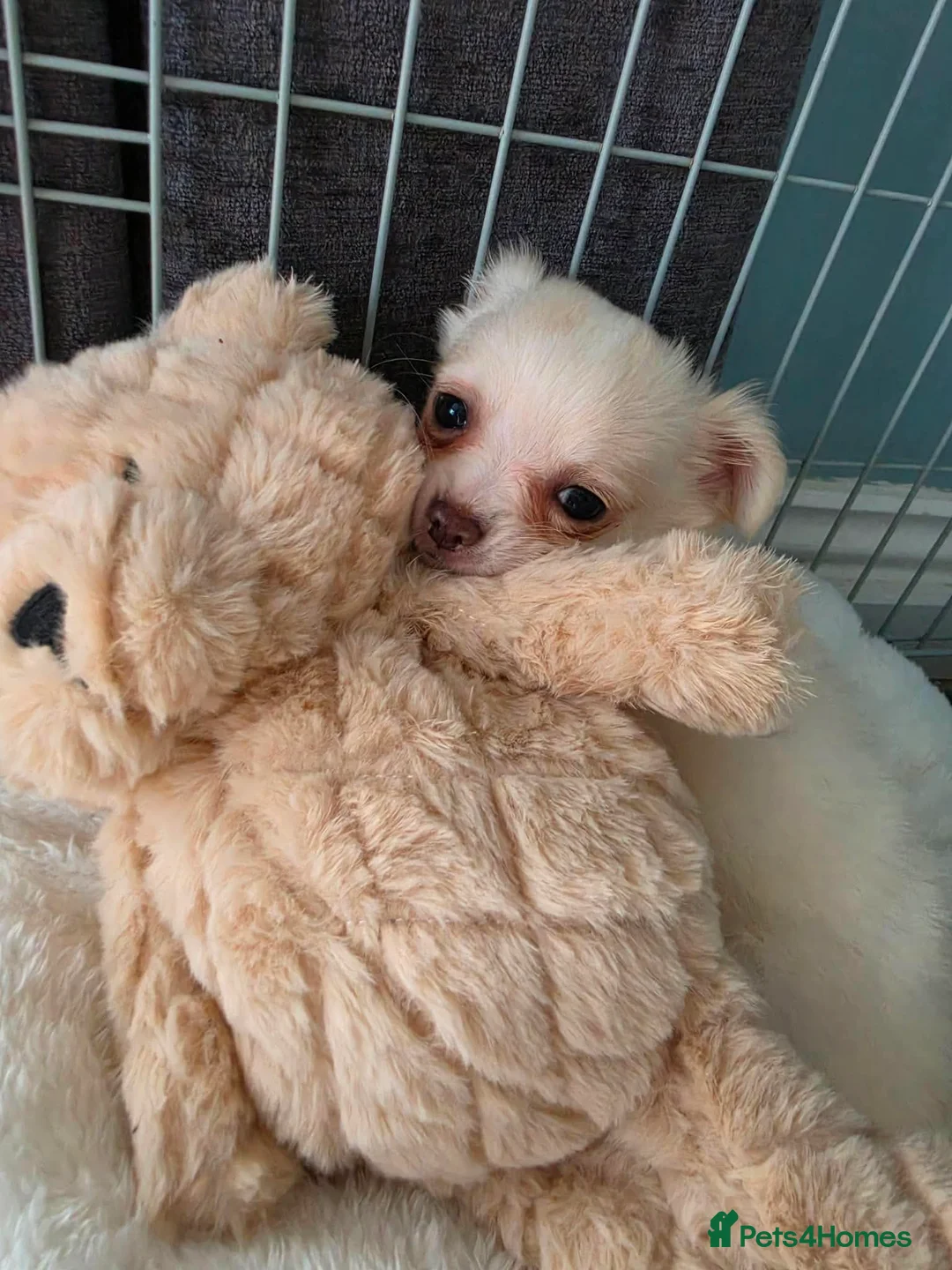 Chihuahua dogs for sale: Meet bingo  - Advert 2
