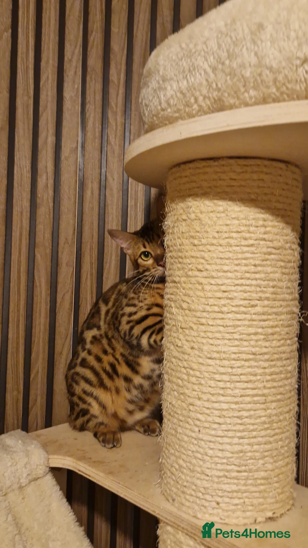 Bengal cats for sale: Beautiful queen ❤️ - Advert 4