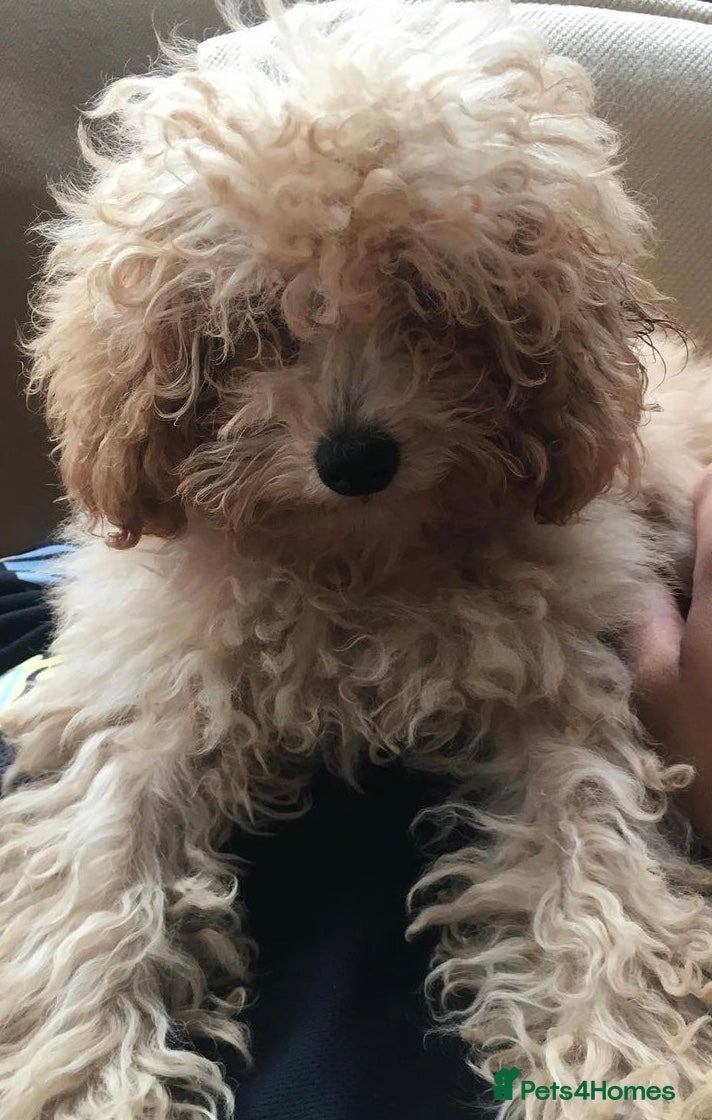 Toy Poodle dogs 🧸Beautiful red toy/asian poodle puppies 🧸  - Advert 11