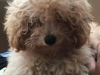 Toy Poodle dogs 🧸Beautiful red toy/asian poodle puppies 🧸 - Advert 11
