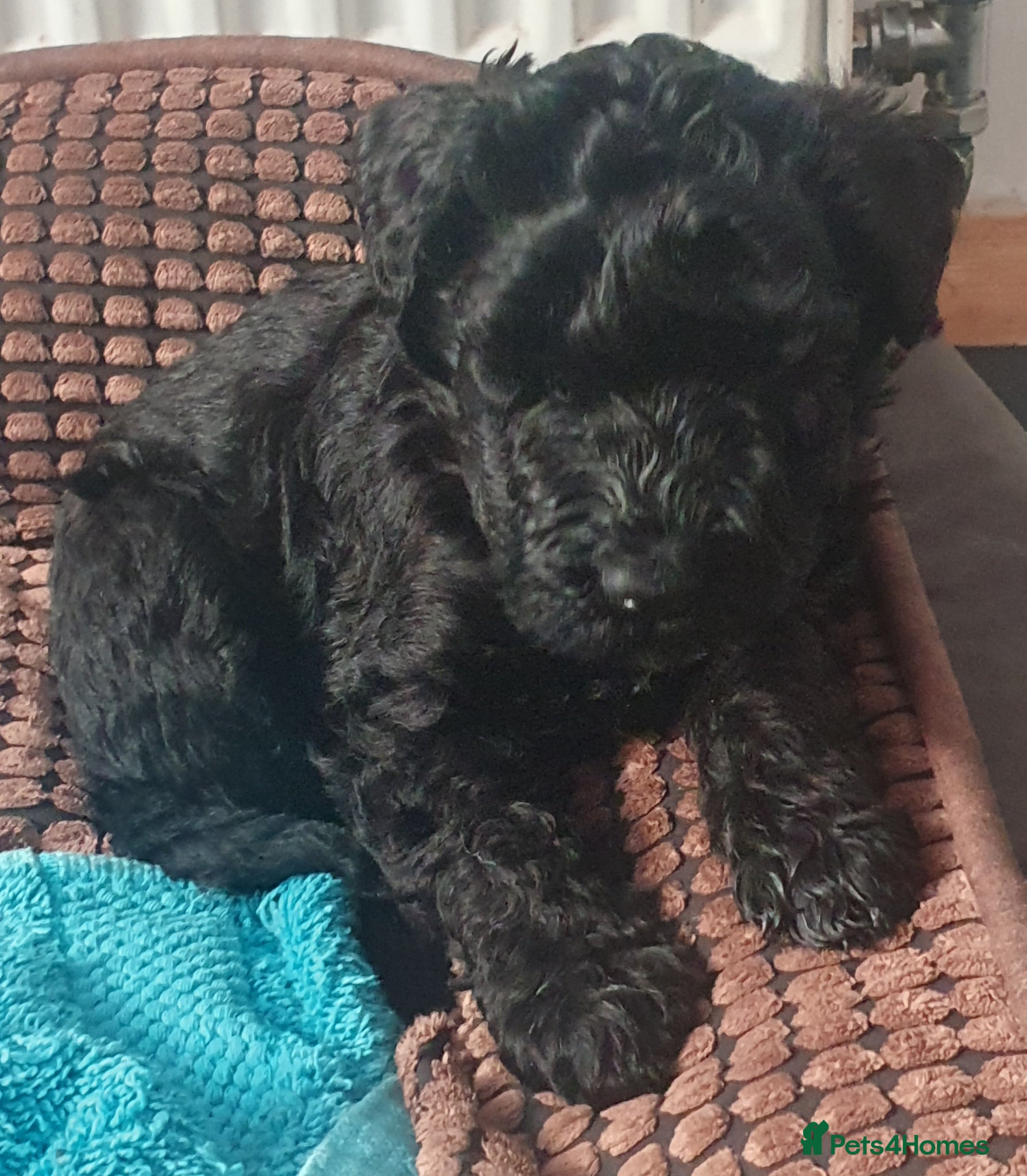 Kerry Blue Terrier dogs Kerry blue terrier puppies - Advert 1