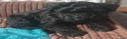 Kerry Blue Terrier dogs for sale: Kerry blue terrier puppies - Advert 8