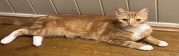 British Shorthair cats for stud: Cat for sale 1 year old - Advert 1