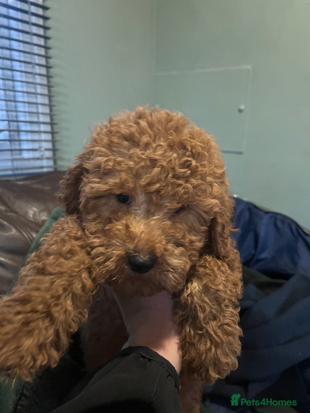 Mini Goldendoodle dogs for sale: Mini golden doodle f1b - Advert 1