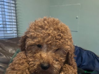 Mini Goldendoodle dogs Mini golden doodle f1b - Advert 15