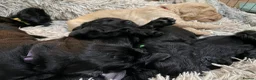 Flat coated Retriever dogs for sale: 4 flat coated retriever’s puppies  - Advert 7