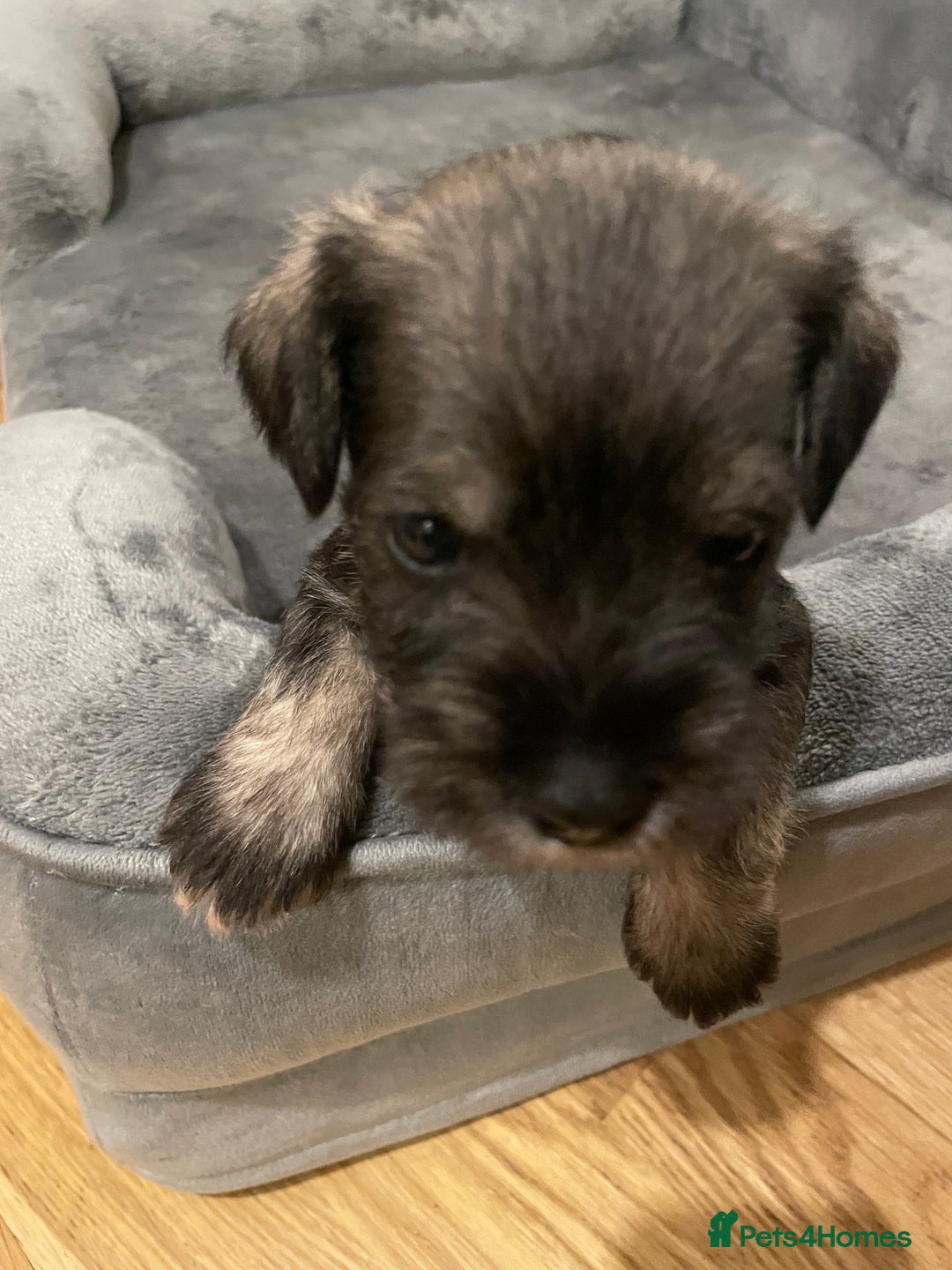 Miniature Schnauzer dogs for sale: Lovely litter of miniature schnauzers  - Advert 3
