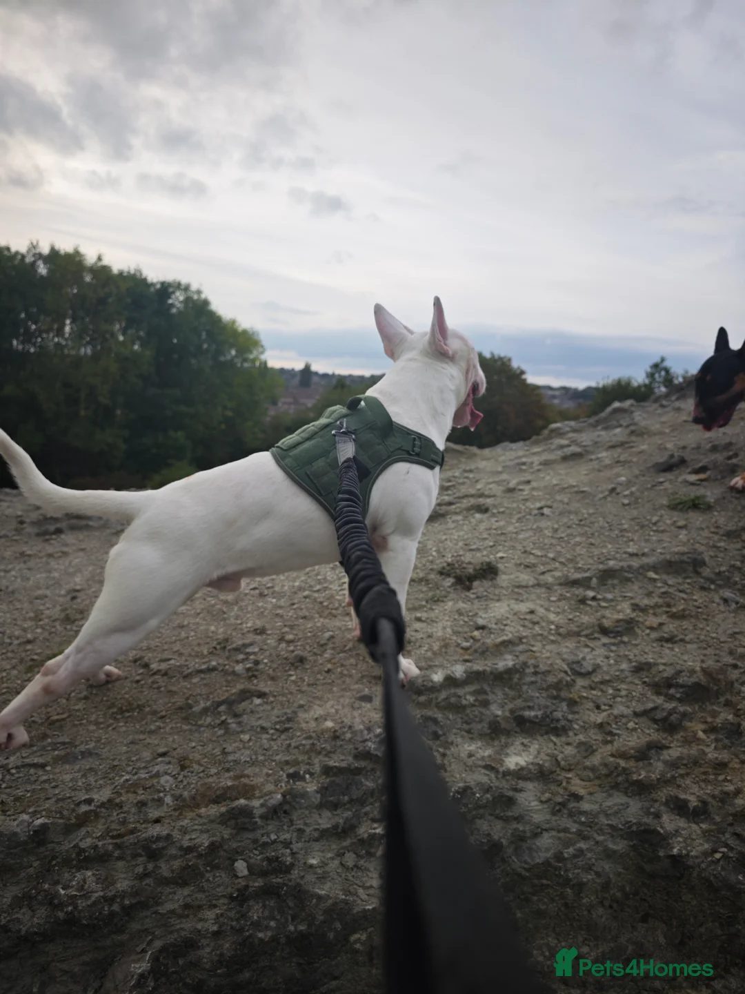 English Bull Terrier dogs for sale: English Bull Terrier  - Advert 2
