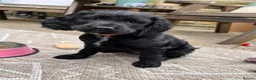 Cockapoo dogs for stud: 🌟 PROVEN STUD 🌟  - Advert 6