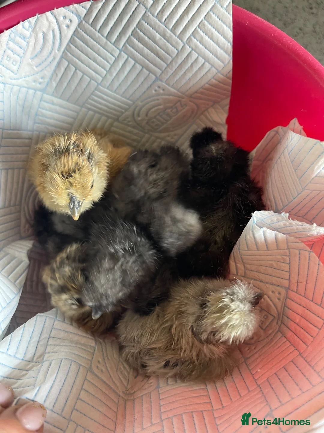 Chickens poultry for sale: 1 and 2 day old silkie chicks available  - Advert 2