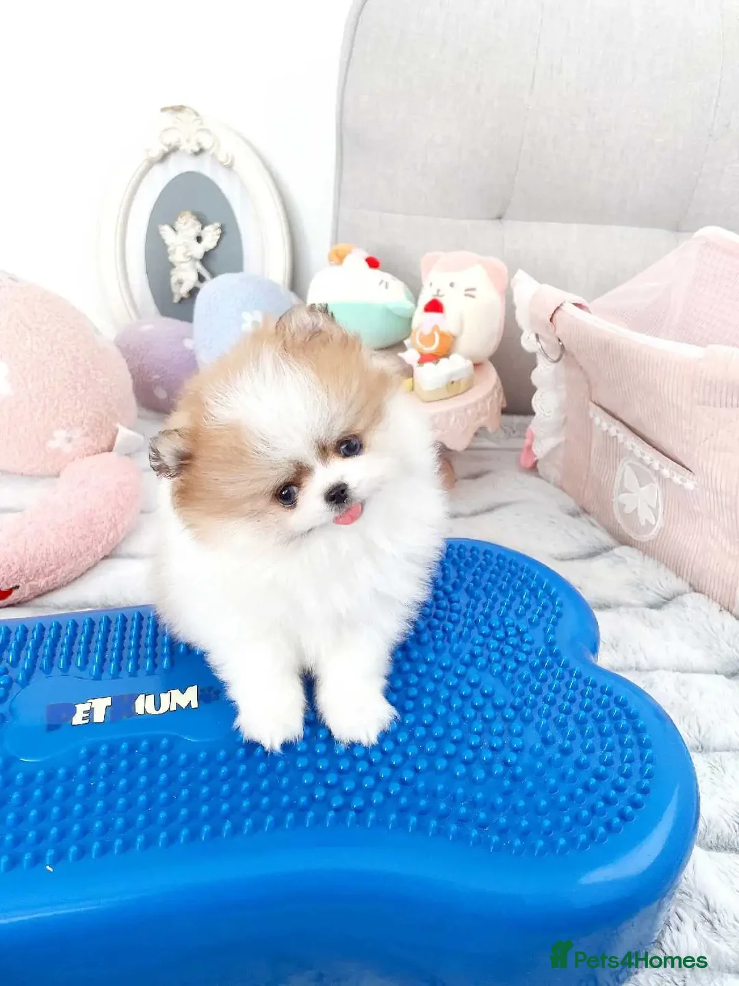 Pomeranian dogs for sale: Purebred tiny Pomeranian puppies available - Image 4