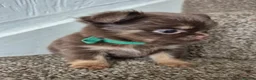 Chihuahua dogs for sale: Long coat KC puppies  - Advert 12