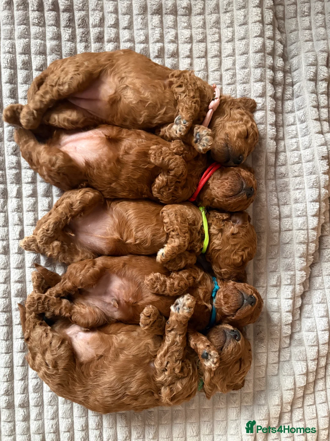 Cockapoo dogs for sale: Beautiful Cockapoo puppies, both parents DNAtested in Pontefract - Advert 5