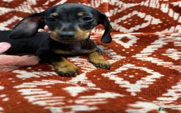 Miniature Dachshund dogs for sale: Miniature dachshund - Image 5