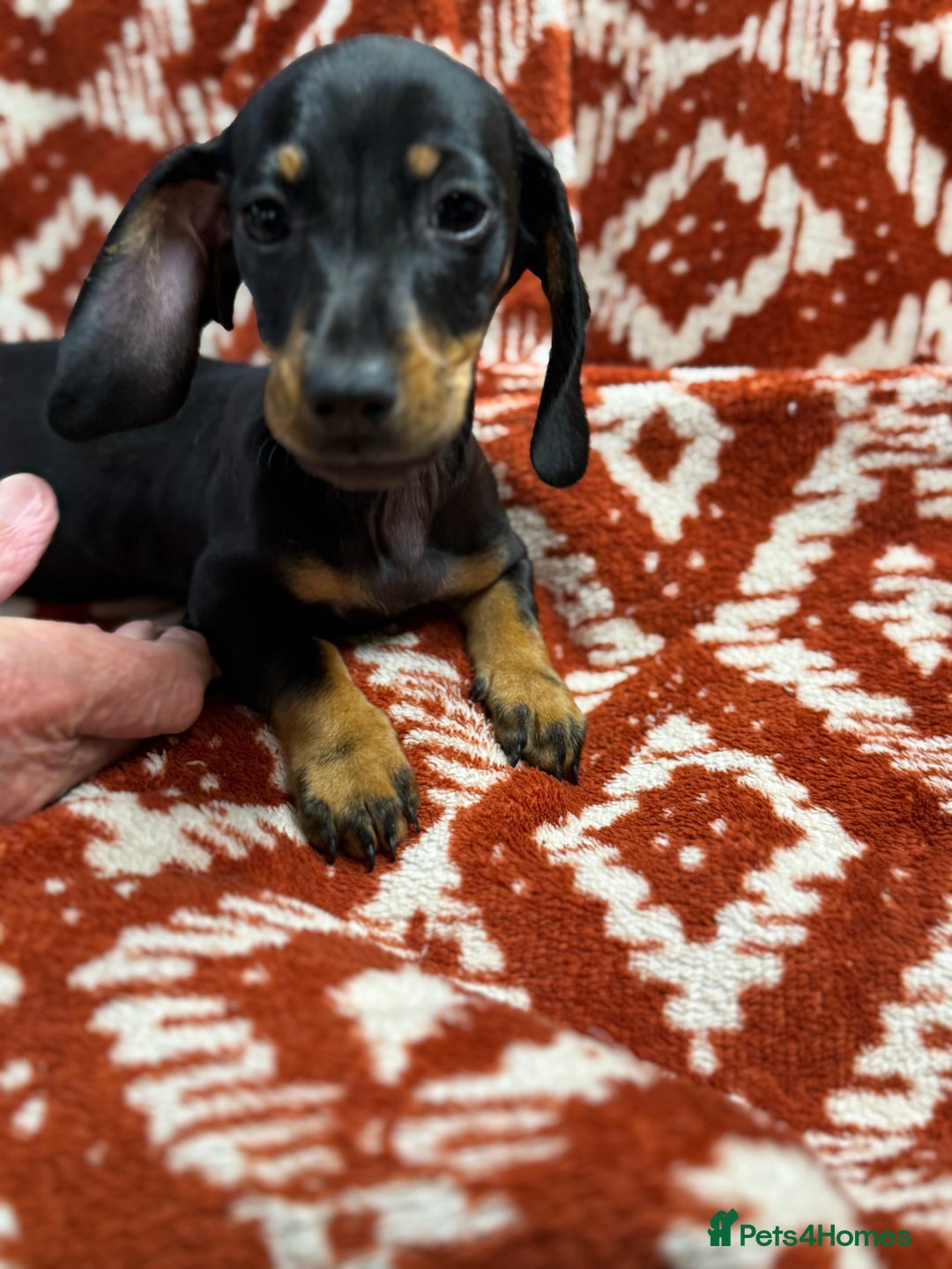 Miniature Dachshund dogs for sale: Miniature dachshund - Image 5