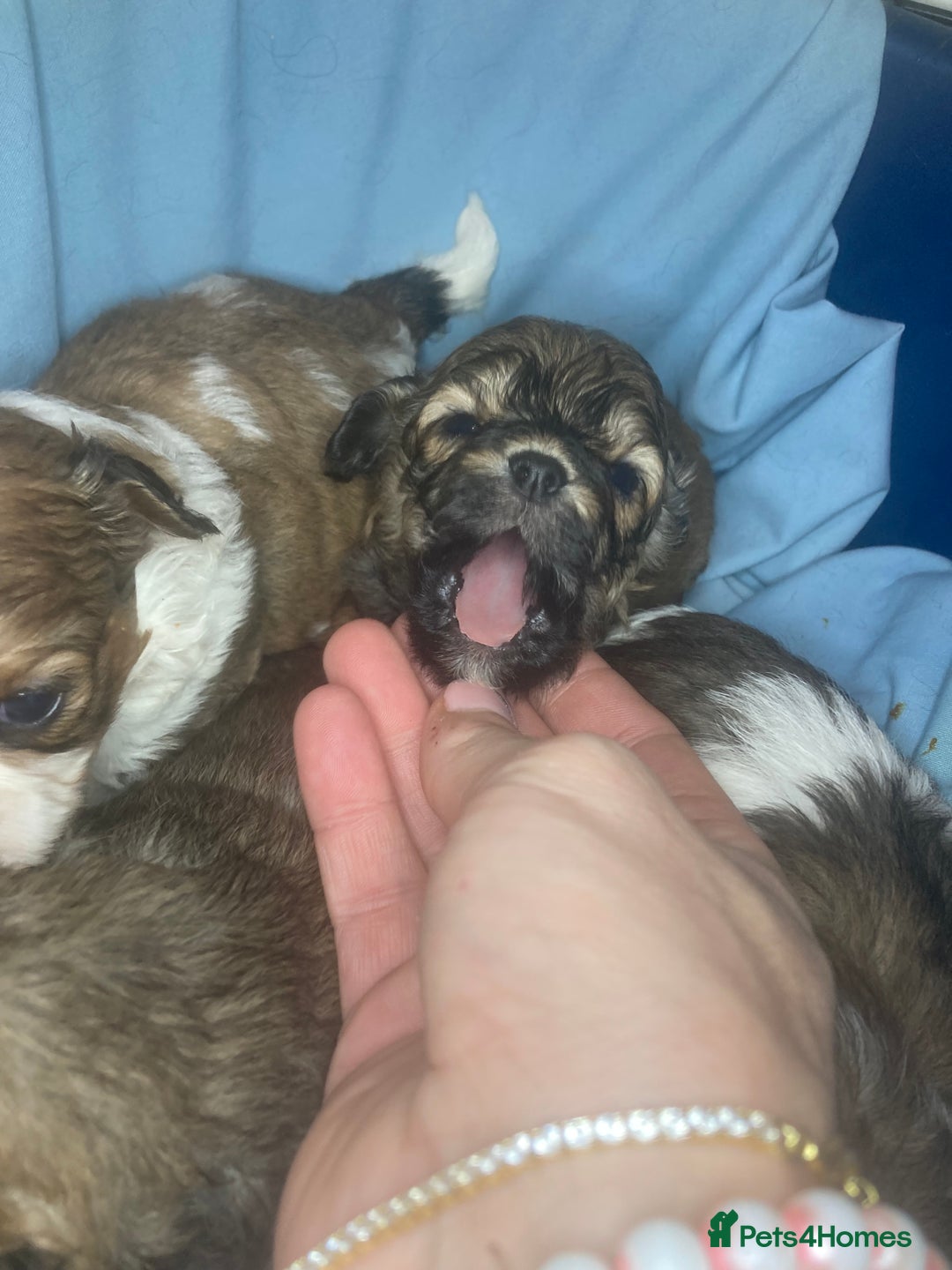 Shihpoo dogs for sale: 1 beautiful Sable shihpoo boy  - Image 10