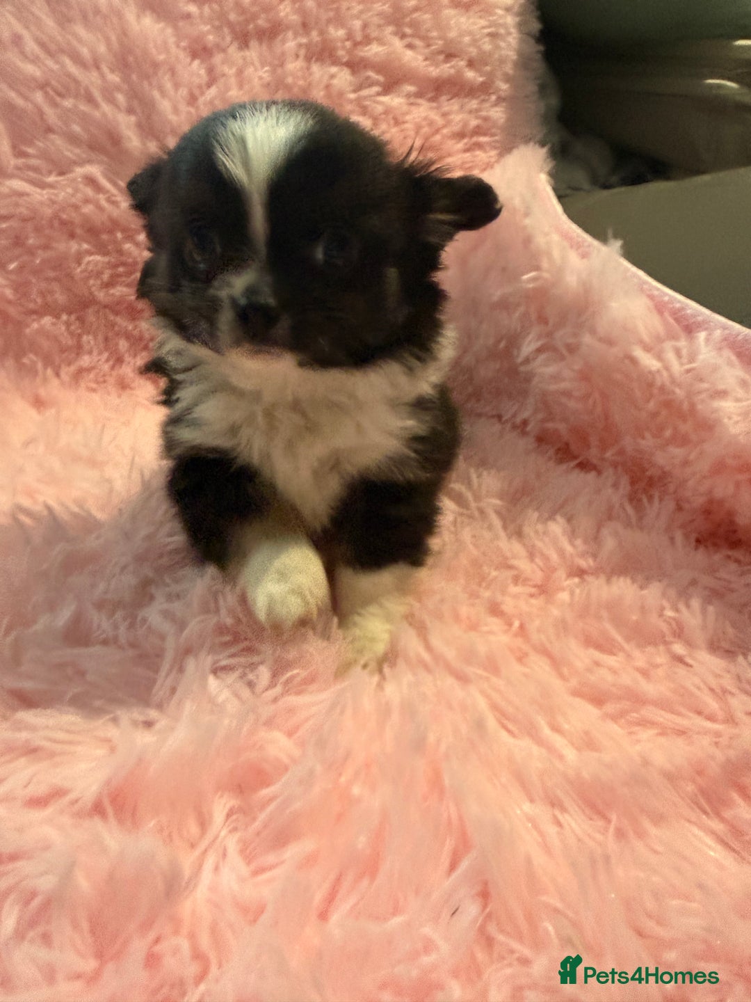 Chihuahua dogs for sale: Beautiful litter of four l/c CHIHUAHUAS READY NOW! - Advert 16