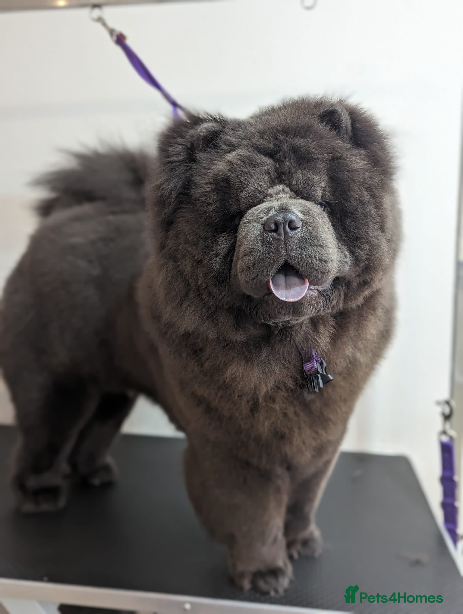 Chow Chow dogs Blue Teddy Chow Chow up for Stud - Advert 6