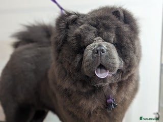 Chow Chow dogs Blue Teddy Chow Chow up for Stud - Advert 1