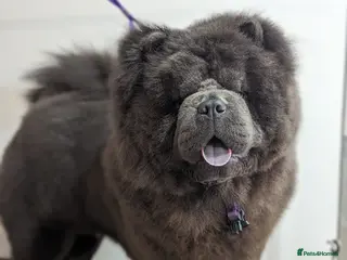 Chow Chow dogs Blue Teddy Chow Chow up for Stud - Advert 6