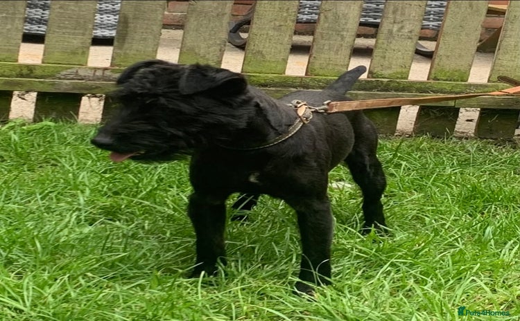 Patterdale Terrier dogs in Gravesend - Advert 7