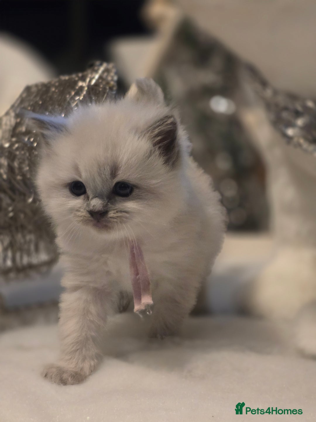 Ragdoll cats for sale: Precious GOOF Registered Ragdoll Kittens - 3 Girls - Advert 3