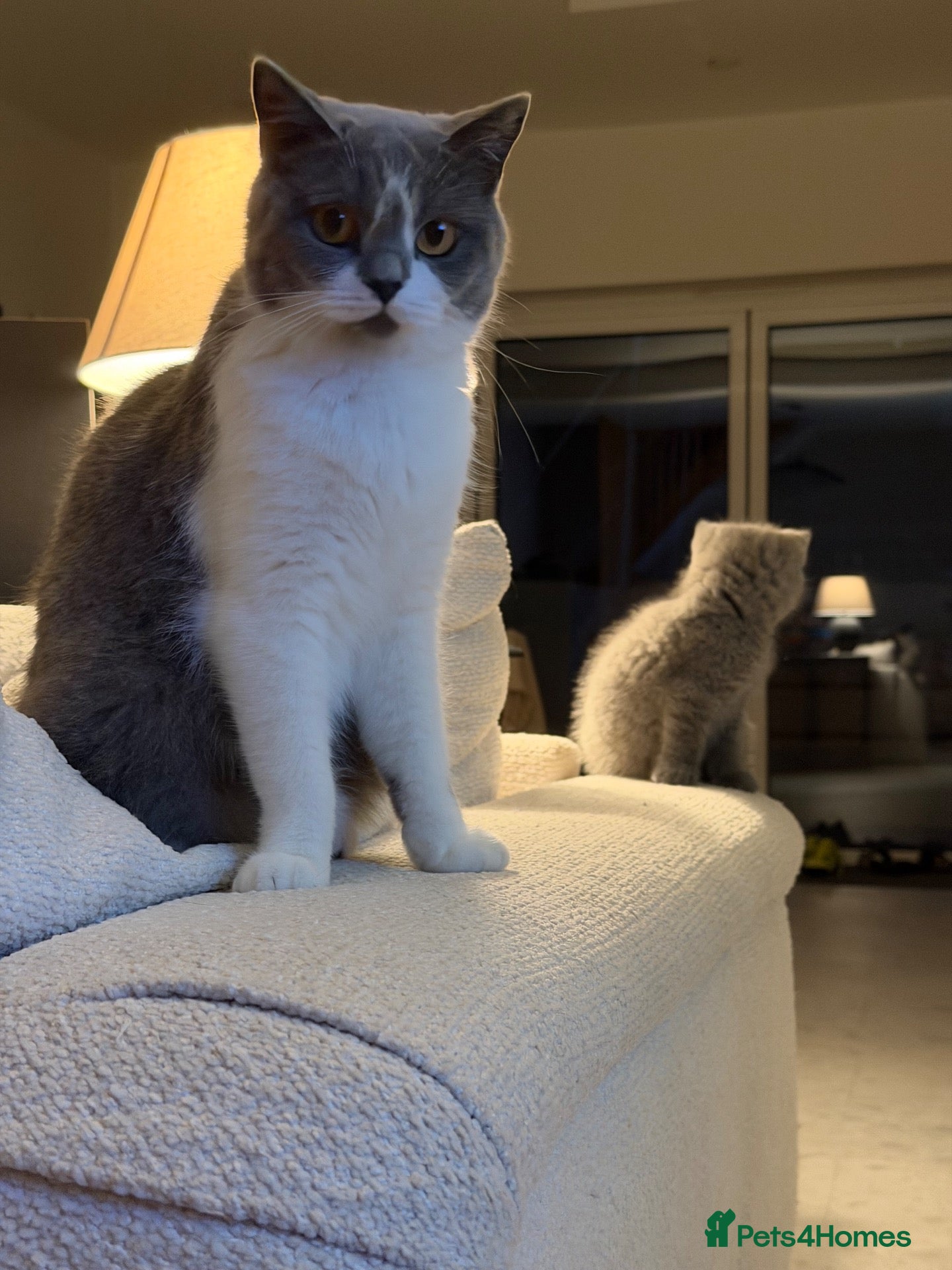 British Shorthair cats 2 x Colourpoint British Shorthair Kittens - Advert 2